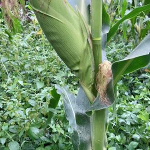 Benih biji jagung lokal 500 gram paket super-az