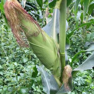 Benih biji jagung lokal super 300 gram-az