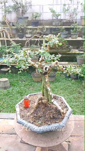 Program Bahan Bonsai Hokiantea Gerak Dasar Siap Pajang Benih Pohon Dan Semak Tanaman Hias Indoor Pemula Bonsai - Lazada