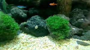 Moss on Big Wabikusa/on Lava Rock-Emerge/Aquatic Plant/Tumbuhan Akuatik/Terrarium/ Paludarium/Vivarium