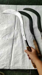 SABIT CARI RUMPUT SABIT SERABUTAN JUMBRET JONGGOL BAJA SABIT SIMBRET TEBU