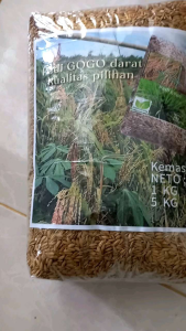 Jual bibit padi GOGO sawah dan darat beras putih 5 kg
