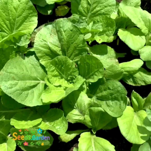 150 BUTIR BIJI/BENIH SAYURAN KERITING SAMHONG KING