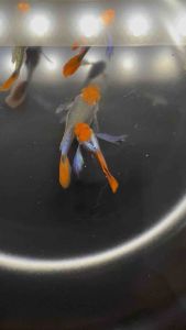 🔥HOT🔥 Platinum Koi Dumbo Big Ear SHORTBODY 🇻🇳 Guppy Fish Pair (PREMIUM TOP GRADE)