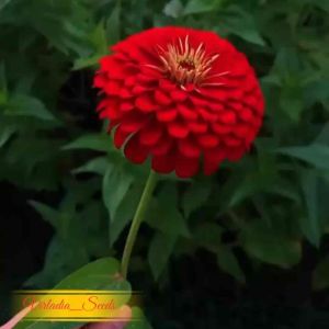 [Virladia Seeds] 15 Biji Benih Bunga Zinnia Scarlet Flame