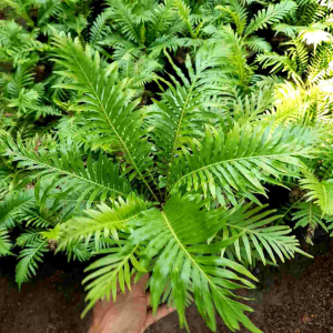 TANAMAN HIAS PAKIS HUTAN / TANAMAN HIDUP PAKIS HUTAN