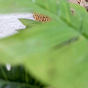 SEPATU WANITA SLIP ON TERBARU COD BAYAR DITEMPAT SANDAL WANITA FLAT SLOP NAURA SHOES PMF75