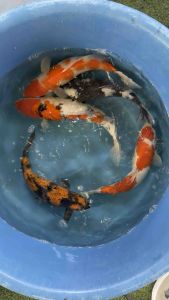 Japan koi import 40-45cm from Marusei Farm 5pcs Combo at RM5880 + shipping RM180 ( 3 boxes )