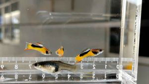 (12.12 Buy 1 Pair Free 1 Pair) Red Chest Saddleback Guppy | Endler | Fish | Ikan Hiasan