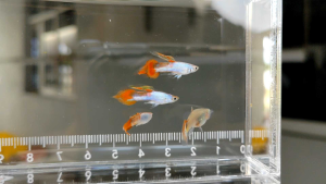 (12.12 Buy 1 Pair Free 1 Pair) Spear-Tail Silverado Guppy | Endler | Fish | Ikan Hiasan