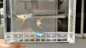 (Pair) Singa Blue Red-tailed Double Sword Guppy | Endler | Fish | Ikan Hiasan
