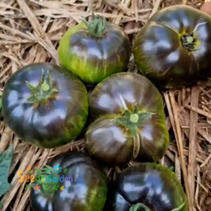 10 BUTIR BIJI/BENIH TOMAT XANADU GREEN GODDESS