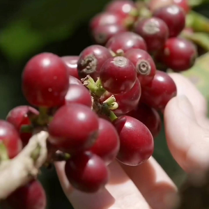 เมล็ดกาแฟคั่วแฟโฮมเมด"ขนาด 250 กรัม" เข้มหอมฟุ้ง