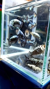 ปลากัดซามูไร ตักคละสุ่มในคอก ปลาไม่ได้แยกฟอร์ม