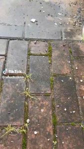 Nước tẩy rêu mốc tường sân gỗ dung dịch diệt tảo vi khuẩn đa năng Lotux paints