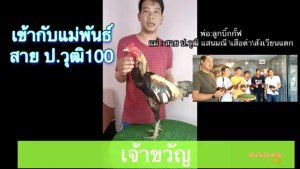 ไข่ไก่ชน เจ้าขวัญ สายเลือดบิ๊กกัฟ ป.วุฒิ แสนมณี/เสือดำ/สังเวียนแตก เข้าผสมกับแม่พันธุ์ ป.วุฒิ 100
