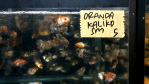 Ikan Mas Koki Oranda Kaliko: Keindahan & Keunikan