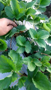 สตอเบอรี่ กล้าสตอเบอรี่พันธุ์พระราชทาน 80 ต่ำ 2-4 ต้น 🍓🍓🍓🍓🍓🍓🍓🍓🍓