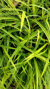 Tanaman Hias Carex Oshimensis Evergold - Tanaman Alang-Alang Jepang