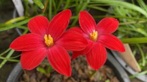 001หัวดอกบัวดิน บูฟแดงจีน กลีบอ้วน หัวละ 50 บาท