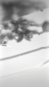 Konektor Masker Tulips