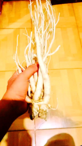 promosi paket hemat Gingseng merah Korea