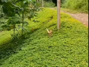 เมล็ดพันธุ์ถั่วบราซิล (ราคา 2000เมล็ด) ตกแต่งสวนสวนหย่อม สนามหญ้าพืชคลุมดิน