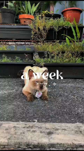 Baju Desain Kucing & Anjing Karakter (Ukuran Sedang/M)