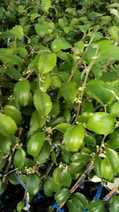 ต้นพุทราสามรส พุทราสามรสพันธุ์แสงทอง กิ่งพันธุ์ ทาบกิ่ง