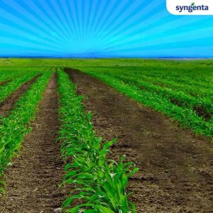 คาลารีส 1ลิตร มีโซไตรโอน (mesotrione) + อะทราซีน (atrazine) สารคุมและกำจัดวัชพืช กำจัดวัชพืชใบแคบ และใบกว้าง ในอ้อย ข้าวโพด 10 ลหาู