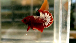 Startail Fancy Plakat HMPK Betta Fish / Ikan Laga/ 斗鱼 (Not random fish）11