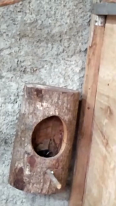 pakan burung kolibri konin sogon untuk harian dan lomba