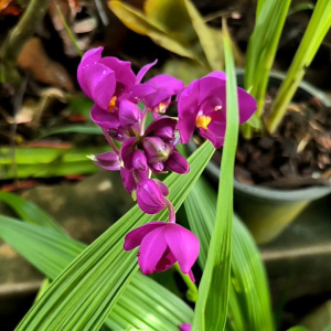 กล้วยไม้ดินออกดอกตลอดทั้งปีดอกเป็นช่อๆลำต้นน่ารักเหมือนมะพร้าวแคระดอกสวยนานปลูกได้ทุกที่น่าปลูกมาก ปลูกตามคอนโด รีสอร์ท ชายคาบ้าน ตามสวน