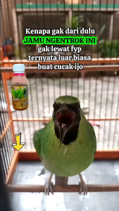 JAMU NGENTROK/jamtrock/jamu ngenrok/jamtrok/vitamin/jamu/cucak ijo/cak ijo/cucak hijau/kapas tembak/cak ijo mini/jamu para juwara / vitamin cak hijauCheck out Vitamin burung Cucak Ijo/penggacor burung cucak ijo