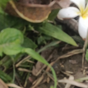 sabit rumput padi dll bahan top baja super tajam siap pakai