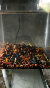 Paket Udang hias 3 jenis 3 warna red sakura blue Diamond dan yellow udang hias aquarium Aquascape hiasan Aquarium Aquascape