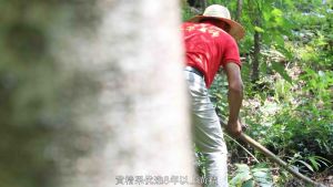 [SG] HT 黄精果 (8-12 years) Rhizoma Polygonati 九蒸九晒