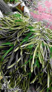 Anggrek Tupai Dewasa: Kualitas Unggul & Siap Tanam