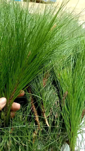 Daun Pinus Segar Order Baru Petik 1 Kg
