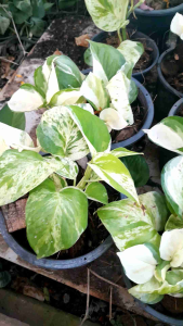 พลูแอปเปิล ไม้ฟอกอากาศใบด่าง ต้นไม้มงคล ใส่กระถาง 4 นิ้ว