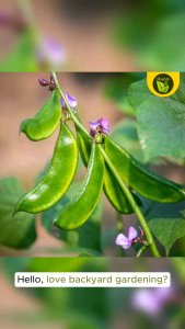 Good Quality BATAW Hyacinth Beans Seeds binhi ng gulay pantanim