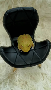 皮卡丘角蛙/宠物角蛙 3CM Pikachu Pacman Frog/Horned Frog/Live Frog