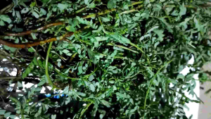 Daun Meniran Putih Segar 250 Gram: Manfaat & Penggunaan