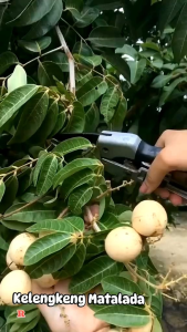 Bibit kelengkeng matalada tanaman buah tabulampot siap tanam cepat buah