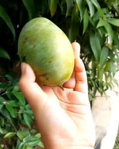 Bibit Mangga Madu Manalagi & Okulasi Cepat Berbuah Super Unggul