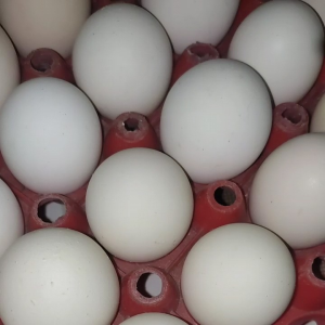 paket 10 butir telor ayam kampung fresh