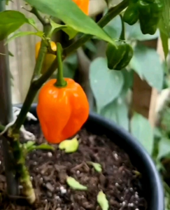 5 BUTIR BIJI/BENIH CABE HABANERO ORANGE