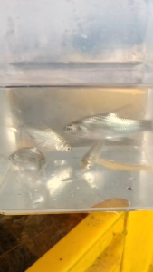 ikan lampam jawalampam peraktawesbarbonymus gonionotus size 2.5 inch -+ 5 PCs package