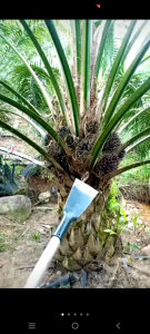 DODOS SAWIT CAMEL KING ORIGINAL SUPER