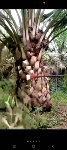 DODOS SAZA WHITLEES MERAH SUPER TAJAM